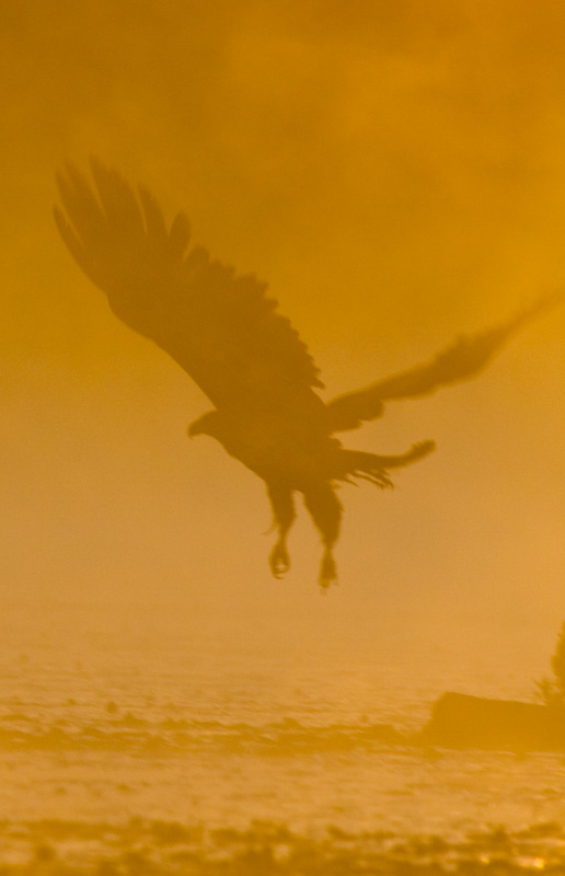 Silhouette Of Bald Eagle Taking Flight At Sunrise